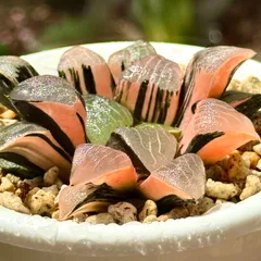 63 ハオルチア 多肉植物 コレクタ錦実生 自家繁殖 抜き苗発送