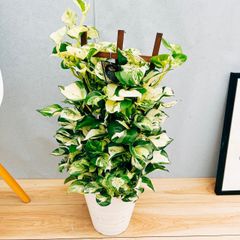 ［現品］9番【希少】♡かわいい♡  ポトス　ステータス　7号　フェンス仕立て　観葉植物　育てやすい　斑入り　レア　本物