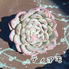 Green〜多肉畑〜 - メルカリShops Green〜多肉畑〜 - メルカリShops