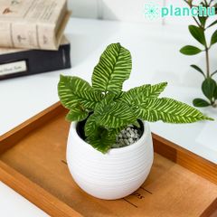 PLANCHU 観葉植物 コニオグランメ エメイエンシス ゴールデンゼブラ 3号丸鉢 受け皿付き 育て方説明書付き Coniogramme emeiensis ‘Golden Zebra’ シダ植物