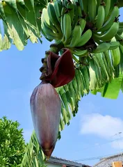 2024年最新】アイスクリームバナナ 苗の人気アイテム - メルカリ