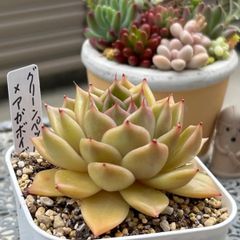 多肉植物 ☘️ グリーンペッパー×アガボイデス 抜き苗