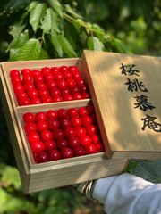 予約商品　発送は6月中旬　桜桃慕庵　さくらんぼ　佐藤錦プレミアム　桐箱　1kg