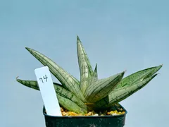 【⚠️たぬか様専用】サンスベリア　ルーキー74 シンドロ82 ロックマン62 ミニローズ43