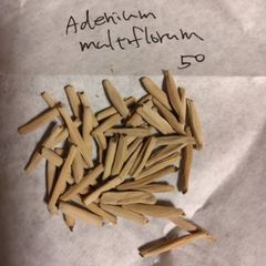 アデニウム・ムルチフローラム 種子50粒 Adenium