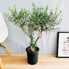 ［現品］A3  創樹　オリーブ　ネバディロブランコ　8号　観葉植物　大型　屋外　ベランダ  オリーブの木　おしゃれ