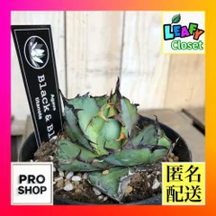 2025年最新】アガベチタノタブラック&ブルーの人気アイテム - メルカリ