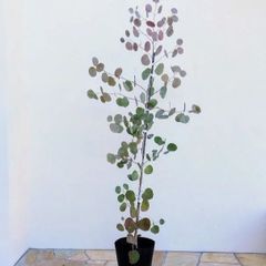 現品》ユーカリ・ポポラス 樹高1.9m（根鉢含まず）146【苗木/鉢植え 