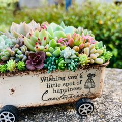 オーダー承ります 多肉植物寄せ植え そのまま飾れる ちま寄せ花車