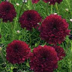 【花の種】３０粒　コスモス　ダブルクリック クランベリー　秋桜　こすもす