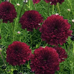 【花の種】３０粒　コスモス　ダブルクリック クランベリー　秋桜　こすもすのサムネイル