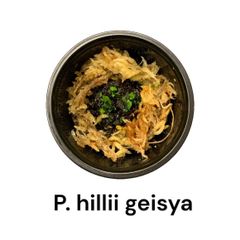 【期間限定・フォロー割有！】胞子培養株| P. hillii geisya | 前葉体・胞子体