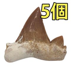 【送料無料】つくしサイエンス サメの歯 化石 魔除け お守り 約25mm 5個入り 本物 モロッコ産【返品・交換保証】
