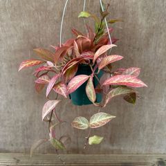 ホヤ オブスクラ ③ Hoya obscura 現品 サクララン 桜蘭 観葉植物 観葉 植物 珍奇植物 珍奇 珍しい レア 希少 つる性 つる性植物 ハンギング 吊り下げ インテリア プレゼント おしゃれ かわいい 花 おうち時間 グリーン