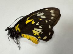 蝶の標本☆マライタ島産アオメガネアゲハ♂ - メルカリ