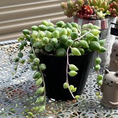 多肉植物 ☘️ エンジェルティアーズ錦 抜き苗