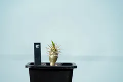 2025年最新】アンボンゲンセの人気アイテム - メルカリ