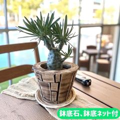 訳あり出品⤵信楽焼 植木鉢 30 高さ39cm - メルカリ
