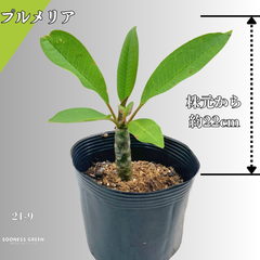 【沖縄育ち】約22㎝ プルメリア ホワイト イエロー 苗木 観葉植物 21-9