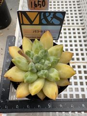 多肉植物　トスカネリ　韓国苗 トスカネリ – 多肉植物の通販・販売サイト tawawa