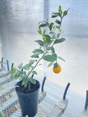 【2年苗】トゲなしレモン　ビアフランカ　果実付き　苗　苗木　接木　柑橘　レモン