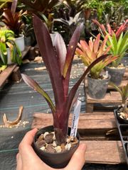 ビルベルギア ビードルマン Billbergia 'Beadleman' （`Domingos Martins'×`Hellfire')　キンクマ農園☆B00012