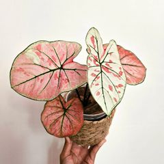 《Caladium カラジウム 》That·Bang·Kaew 観葉植物 葉色 アロイド