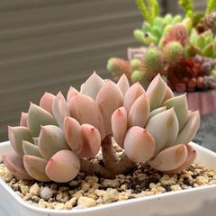 多肉植物 ☘️ ピンクプリティー 抜き苗