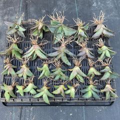 イベント等に　チタノタブルー　実生セット DP025 アガベチタノタブルー実生株25セットAgave titanota Blue