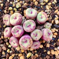 Conophytum pageae パゲアエ427 14頭 中型 大群生 多肉植物