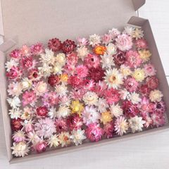 貝細工 ヘリクリサム ミニ～普通サイズ  90個前後【A5】 （ミックスカラー）