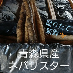 青森県産 ネバリスター 5kg