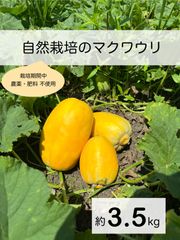 徳島県産自然栽培のマクワウリ【クール便】