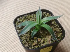 ★発根済★②　王妃笹の雪a型白覆輪　ピンキー 2025年最新】アガベ 王妃笹の雪 a型の人気アイテム - メルカリ