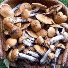 天然きのこ128　クリフウセンタケ800g