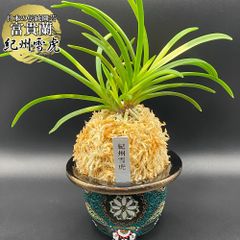 富貴蘭 □ 天橋満月 □ - メルカリ