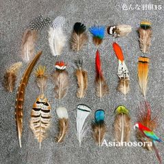 ❤️◾️⭐︎【色んな羽根15】20種類 羽根 羽 フェザー 装飾 インテリア DIY 素材