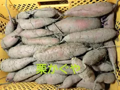 由緒正しき農家の跡取りが（初めて）本気でさつまいもを作ってみる。