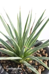 吹上・七 アガベ 2号ポット 多肉植物 根付苗 多肉永遠