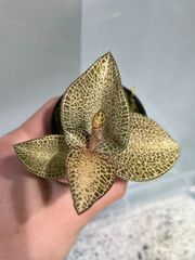 ジュエルオーキッド　アネクトキルス・ロクスバギー　ゴールドベイン ”GOLD VEIN”