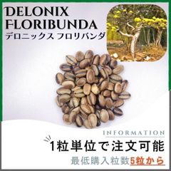 【種子】デロニックス フロリバンダ  / セット割あり 数量5粒から購入OK