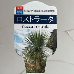 【庭木】ユッカ・ロストラータ　4号ラベル苗