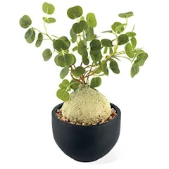 ラフィオナクメベルチナ巨大塊根植物