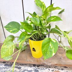 ポトス明るいグリーン底面給水4号ロング鉢