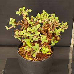J712【自社養生株】ケラリア　ピグマエア（現地球・発根株・鉢植え）【塊根植物】
