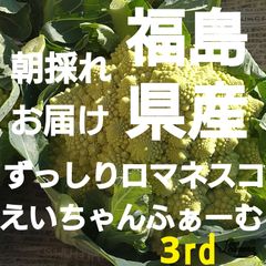 福島県産!朝採れお届けずっしりロマネスコ80サイズ