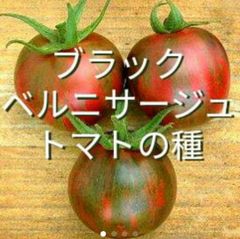 ブラックベルニサージュトマトの種