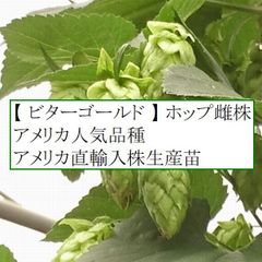 ホップ苗　ビターゴールド 雌株　アメリカ人気品種 アメリカ直輸入株