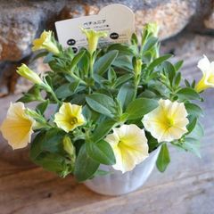 ペチュニア ビーズニーズ 3〜3.5号ポット苗 【1株販売】 寄せ植え 鉢植え 花壇 お洒落 可愛い 春の花 夏の花 秋の花 花 苗 初心者