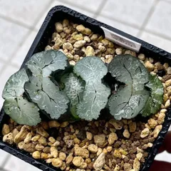 ハオルチア 多肉植物 玉扇錦 超美株 C16 | gulatilaw.com